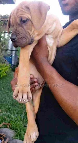 1-3 months Male Purebred Bullmastiff