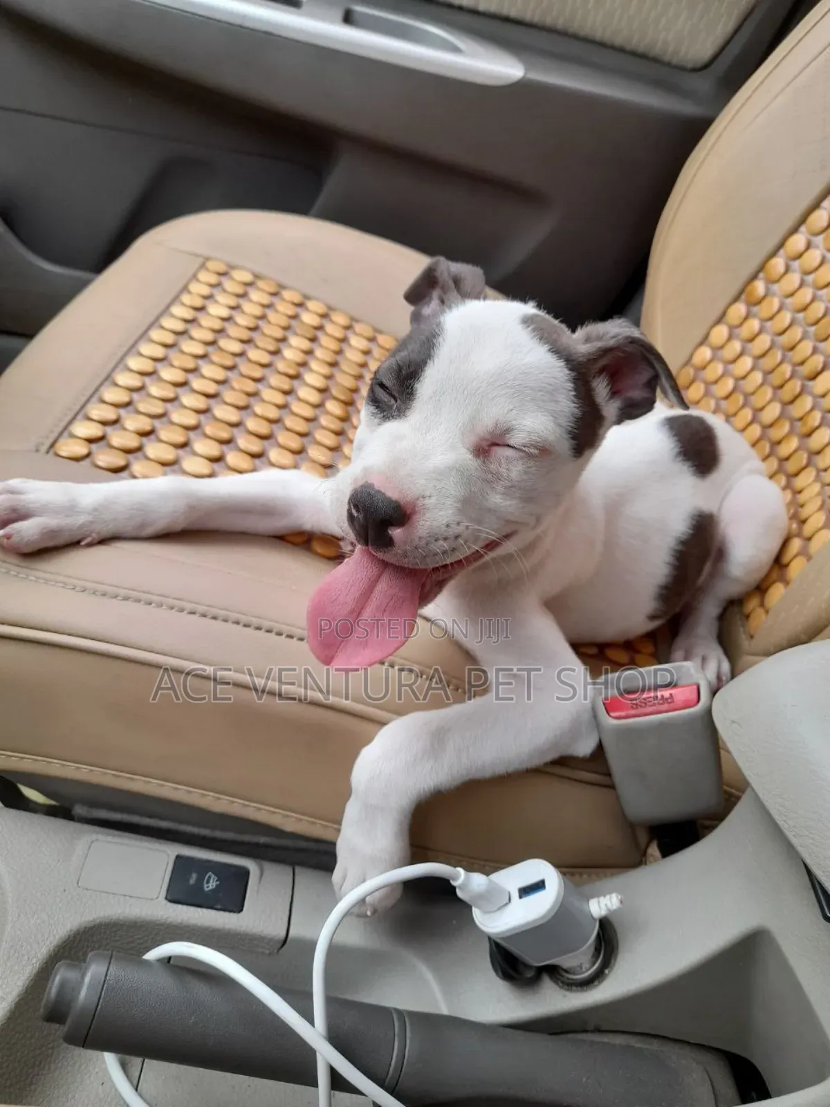 1-3 months Male Purebred American Pit Bull Terrier