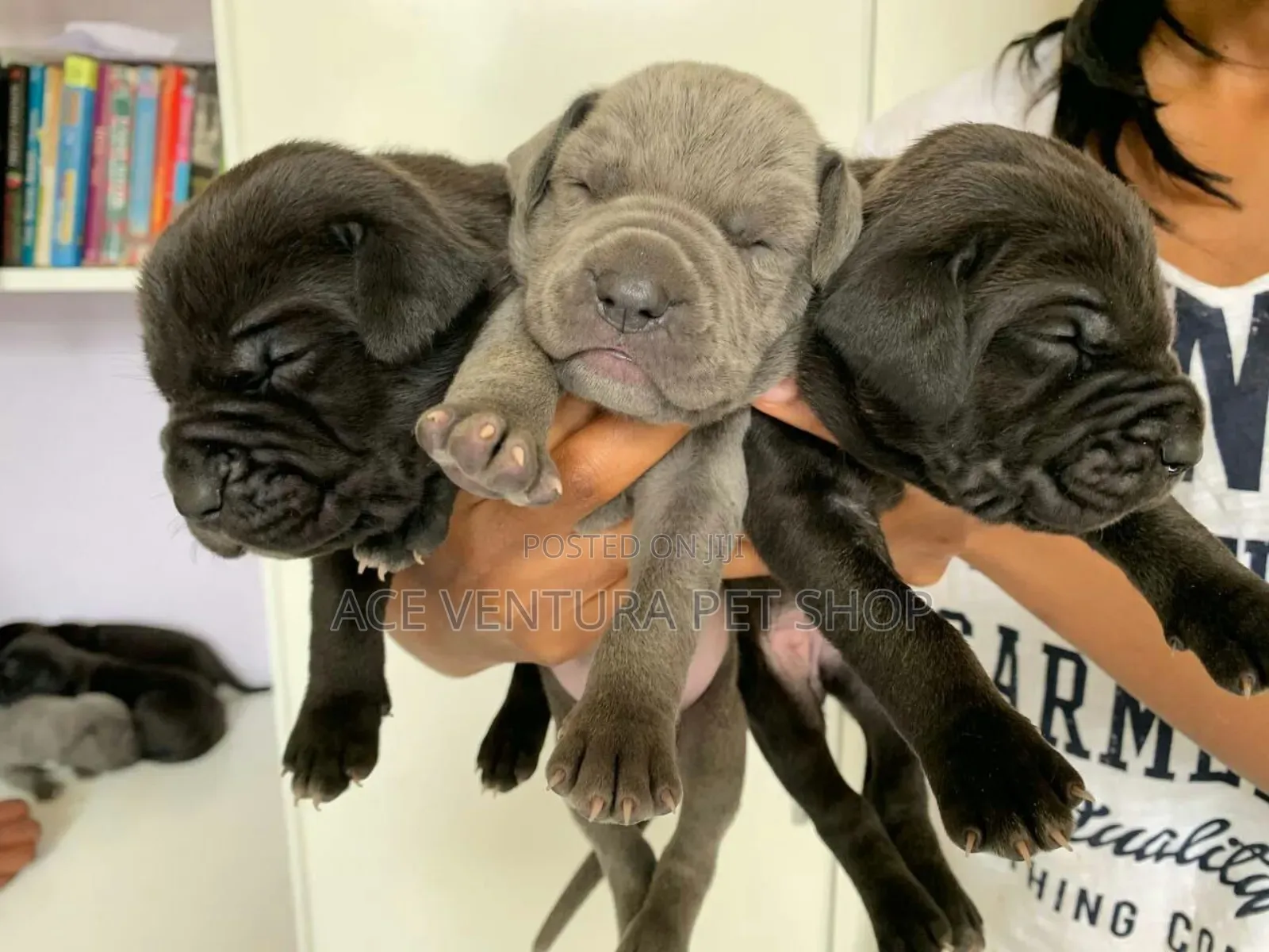 1-3 months Male Purebred American Pit Bull Terrier