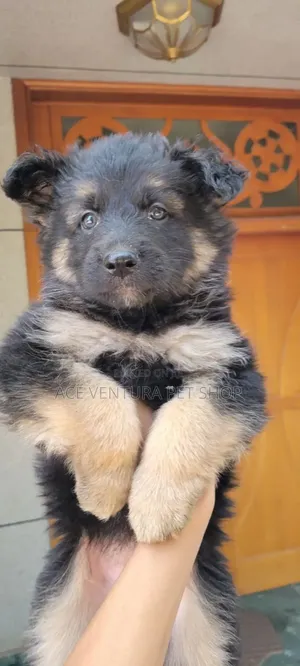 Photo - 1-3 months Male Purebred German Shepherd