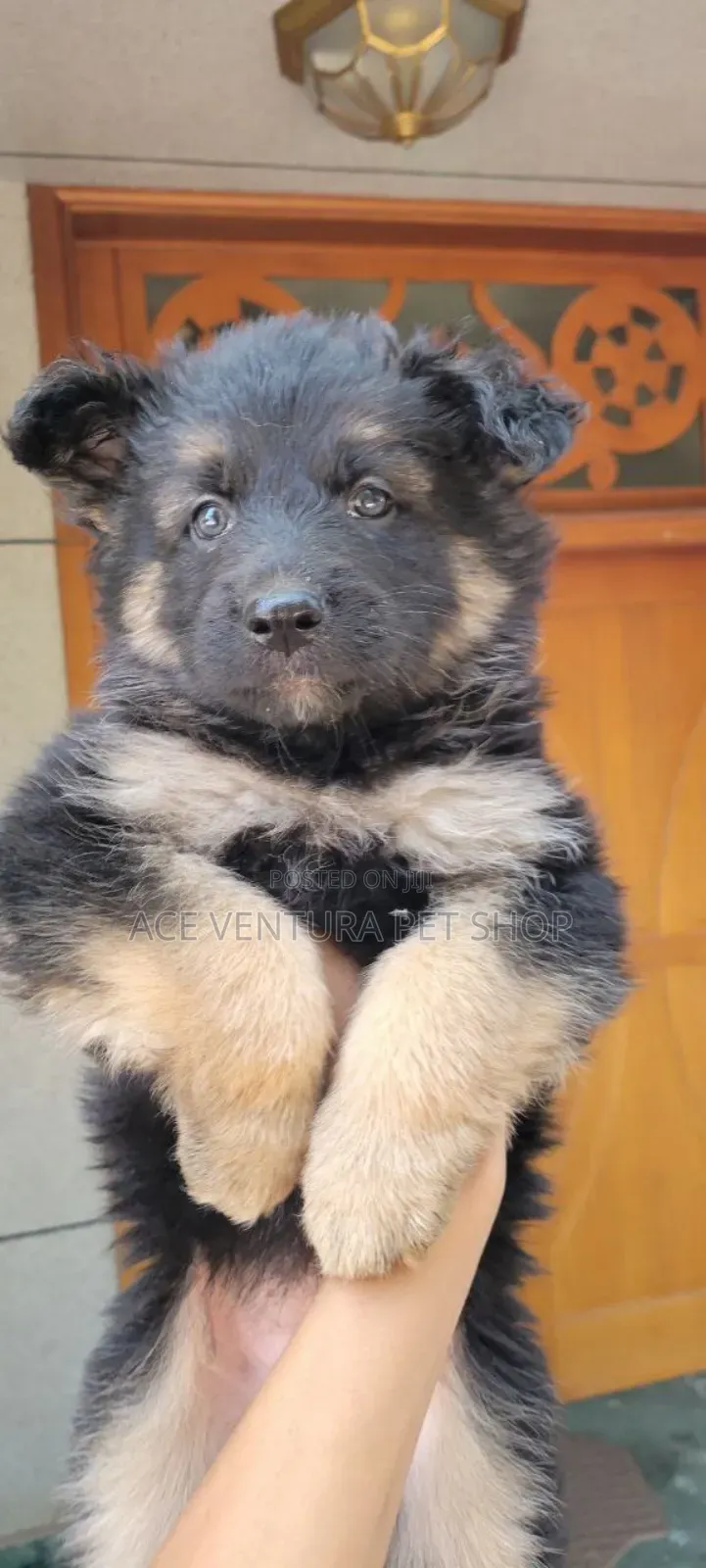 1-3 months Male Purebred German Shepherd