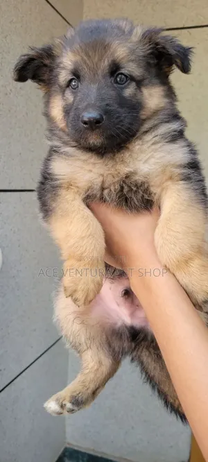 1-3 months Male Purebred German Shepherd