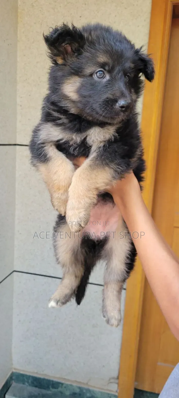 1-3 months Male Purebred German Shepherd