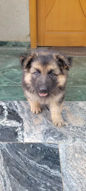 1-3 months Male Purebred German Shepherd