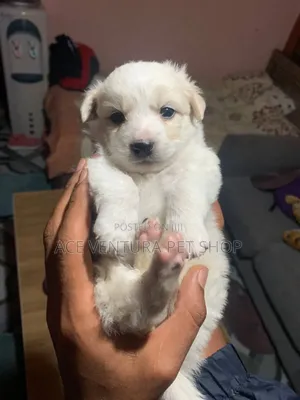 Photo - 1-3 months Male Purebred Maltese