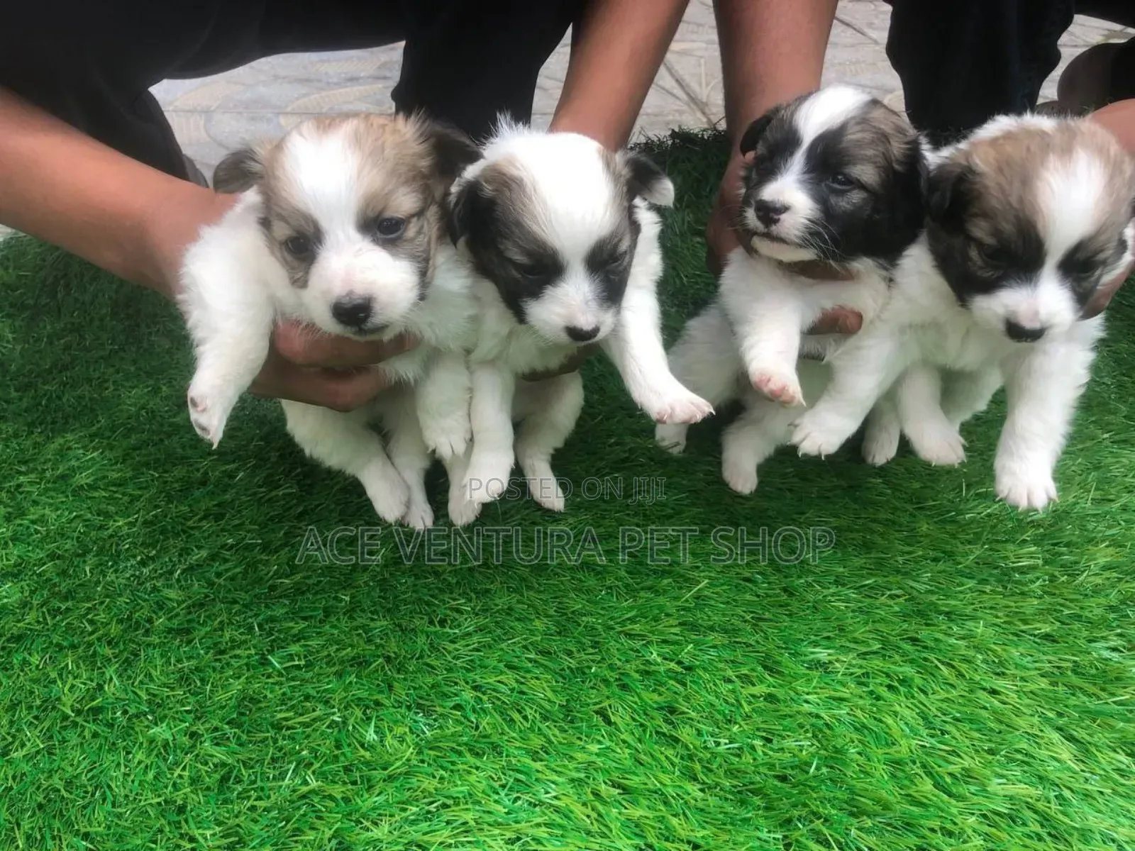 1-3 months Male Purebred Maltese