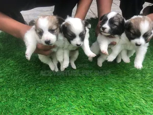 1-3 months Male Purebred Maltese