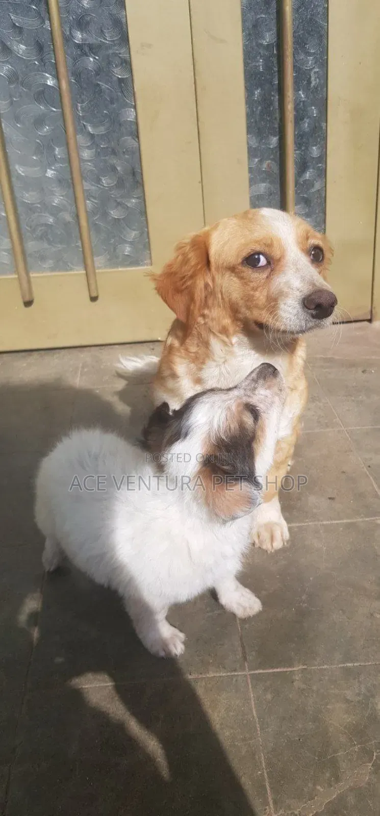 1-3 months Male Purebred Maltese