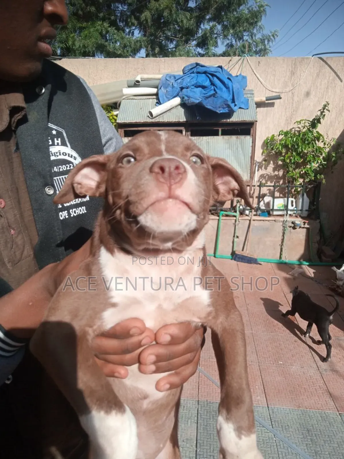 1-3 months Male Purebred American Pit Bull Terrier