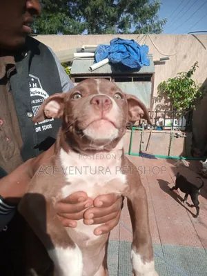 1-3 months Male Purebred American Pit Bull Terrier