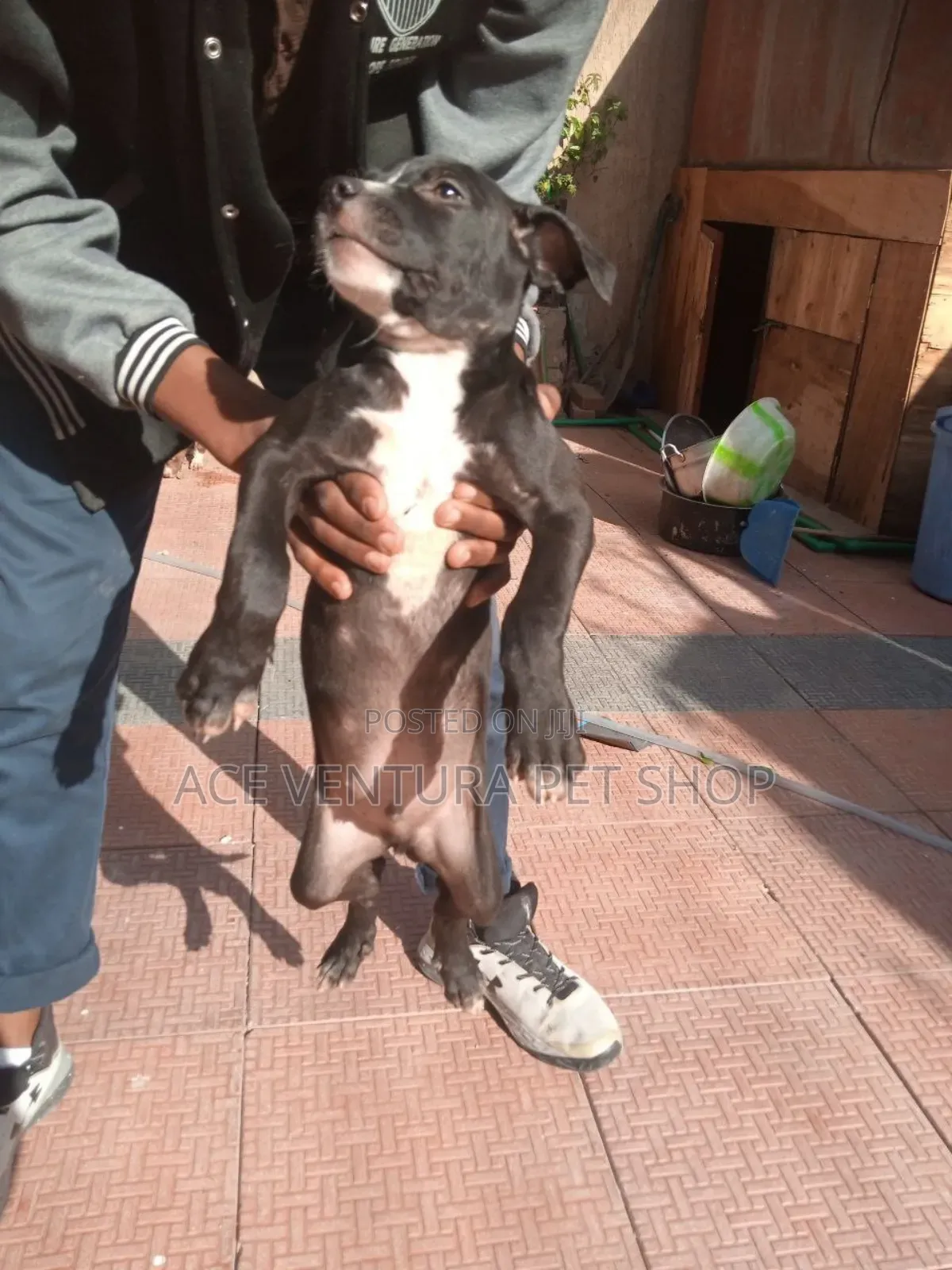 1-3 months Male Purebred American Pit Bull Terrier