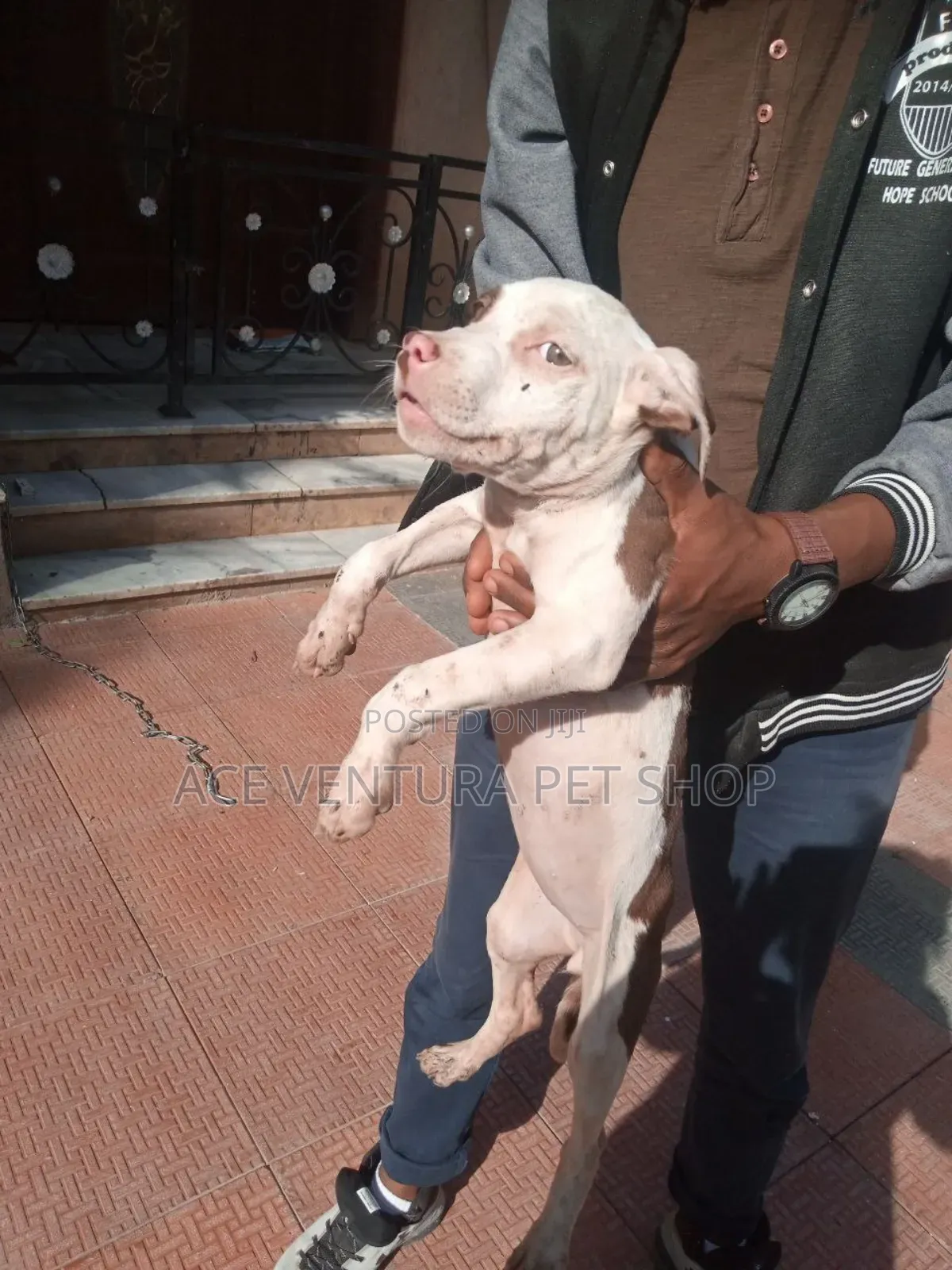 1-3 months Male Purebred American Pit Bull Terrier