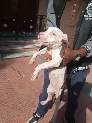 1-3 months Male Purebred American Pit Bull Terrier