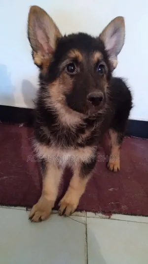 1-3 months Male Purebred German Shepherd