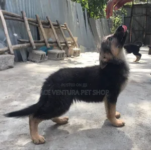 Photo - 1-3 months Male Purebred German Shepherd