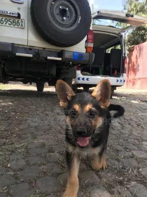 1-3 months Male Purebred German Shepherd