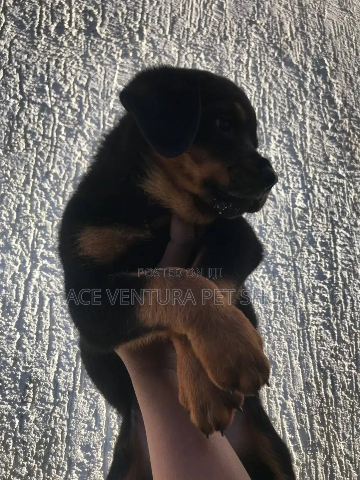 1-3 months Male Purebred Rottweiler