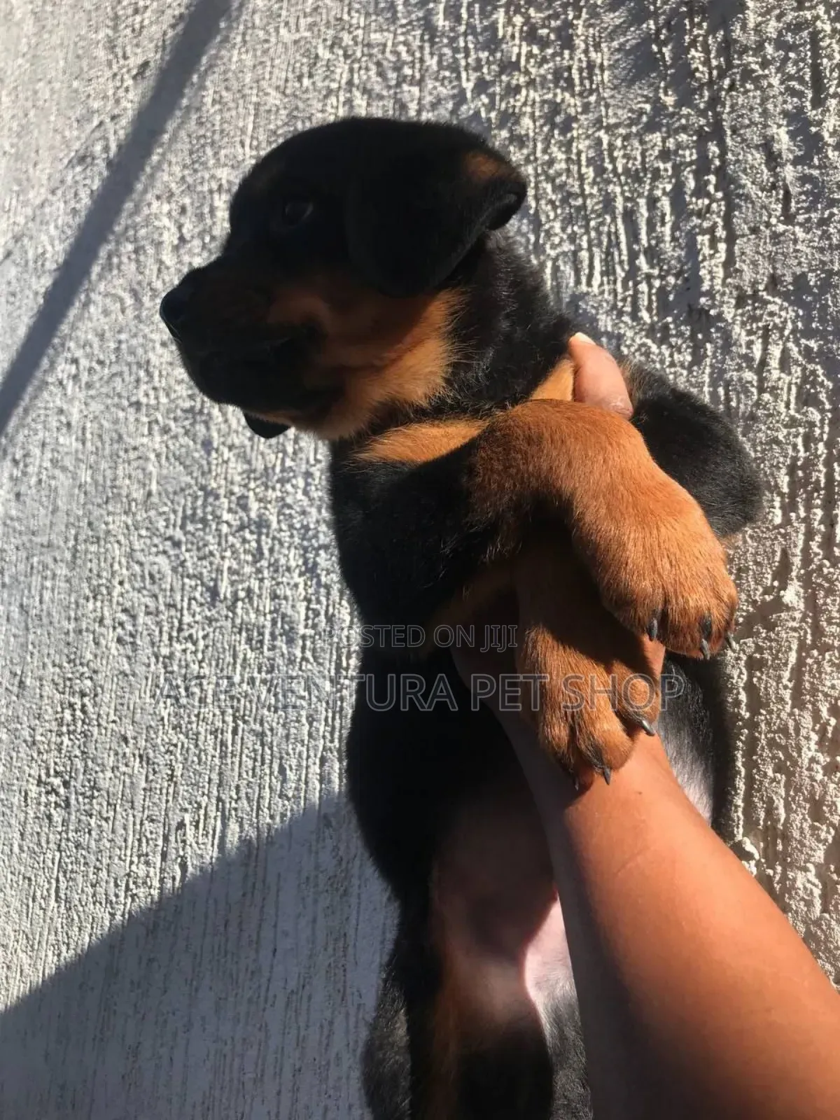 1-3 months Male Purebred Rottweiler