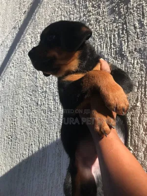 1-3 months Male Purebred Rottweiler