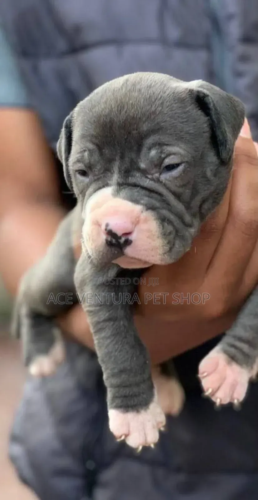 1-3 months Male Purebred Bull Terrier