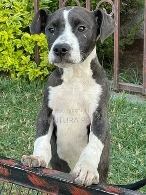 1-3 months Male Purebred Bull Terrier