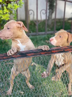 1-3 months Male Purebred Bull Terrier