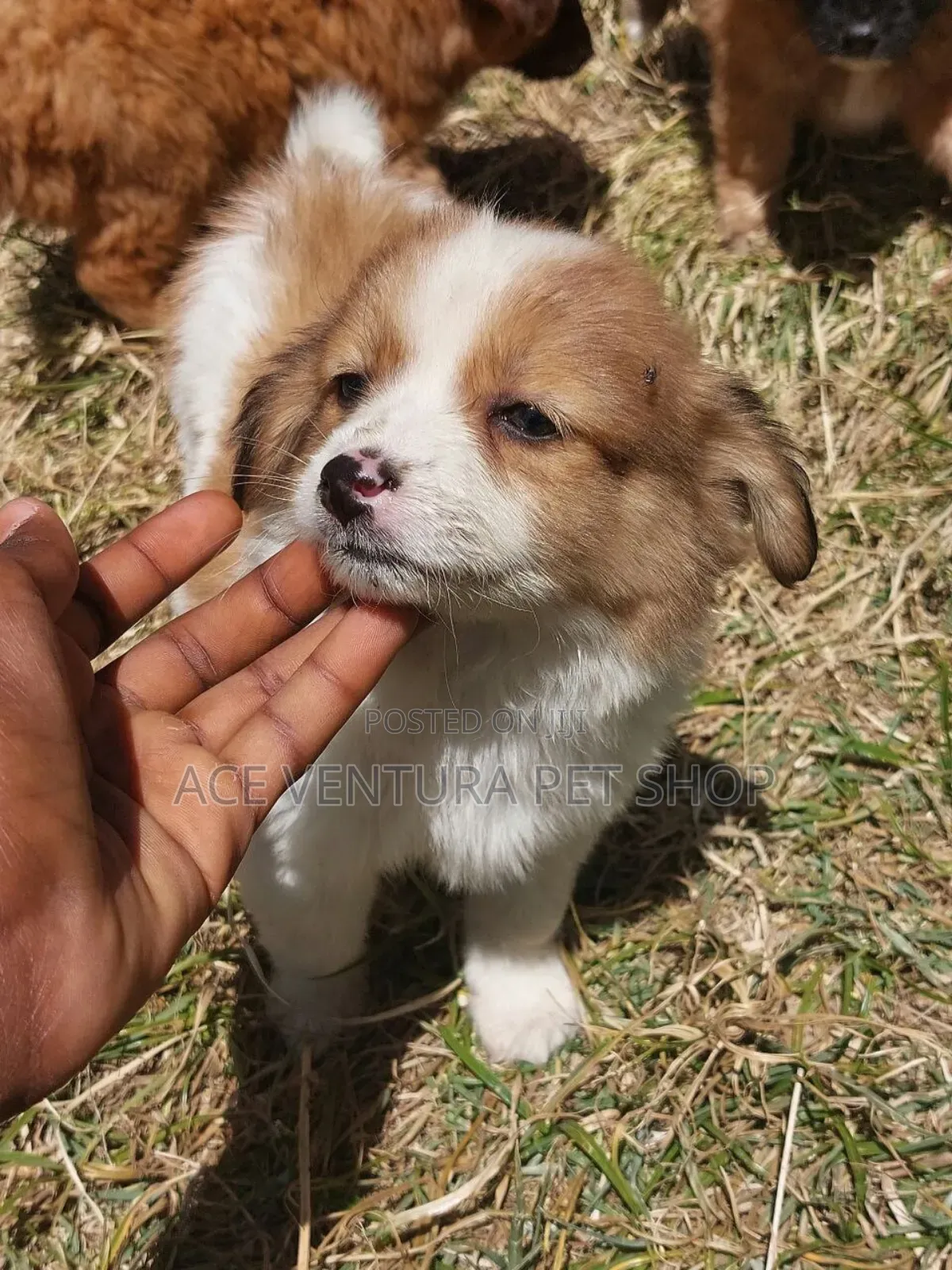 1-3 months Male Purebred Maltese