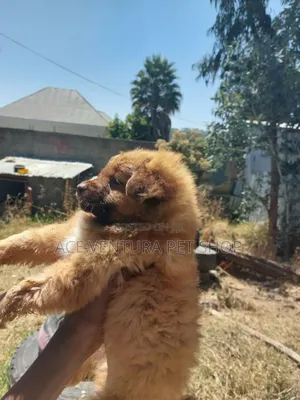 1-3 months Male Purebred Maltese