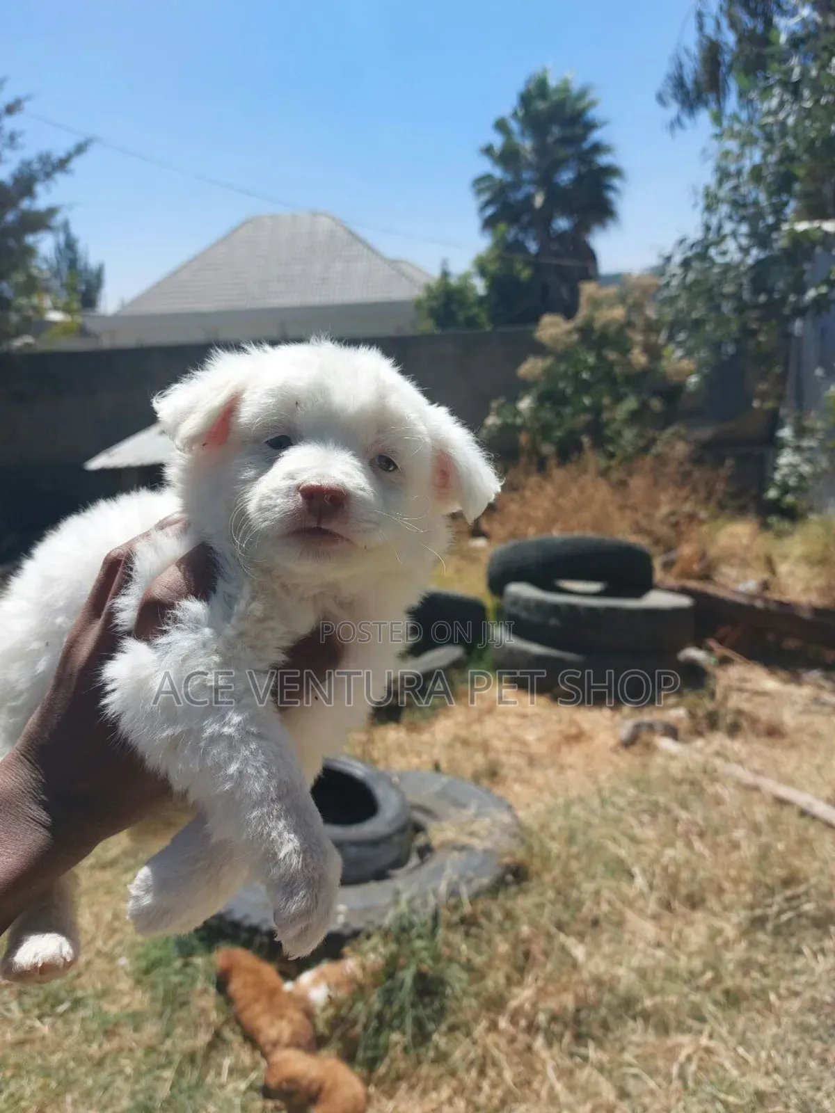 1-3 months Male Purebred Maltese