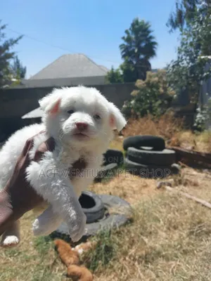 Photo - 1-3 months Male Purebred Maltese