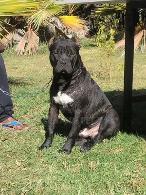 Photo - 1-3 months Male Purebred Bull Terrier