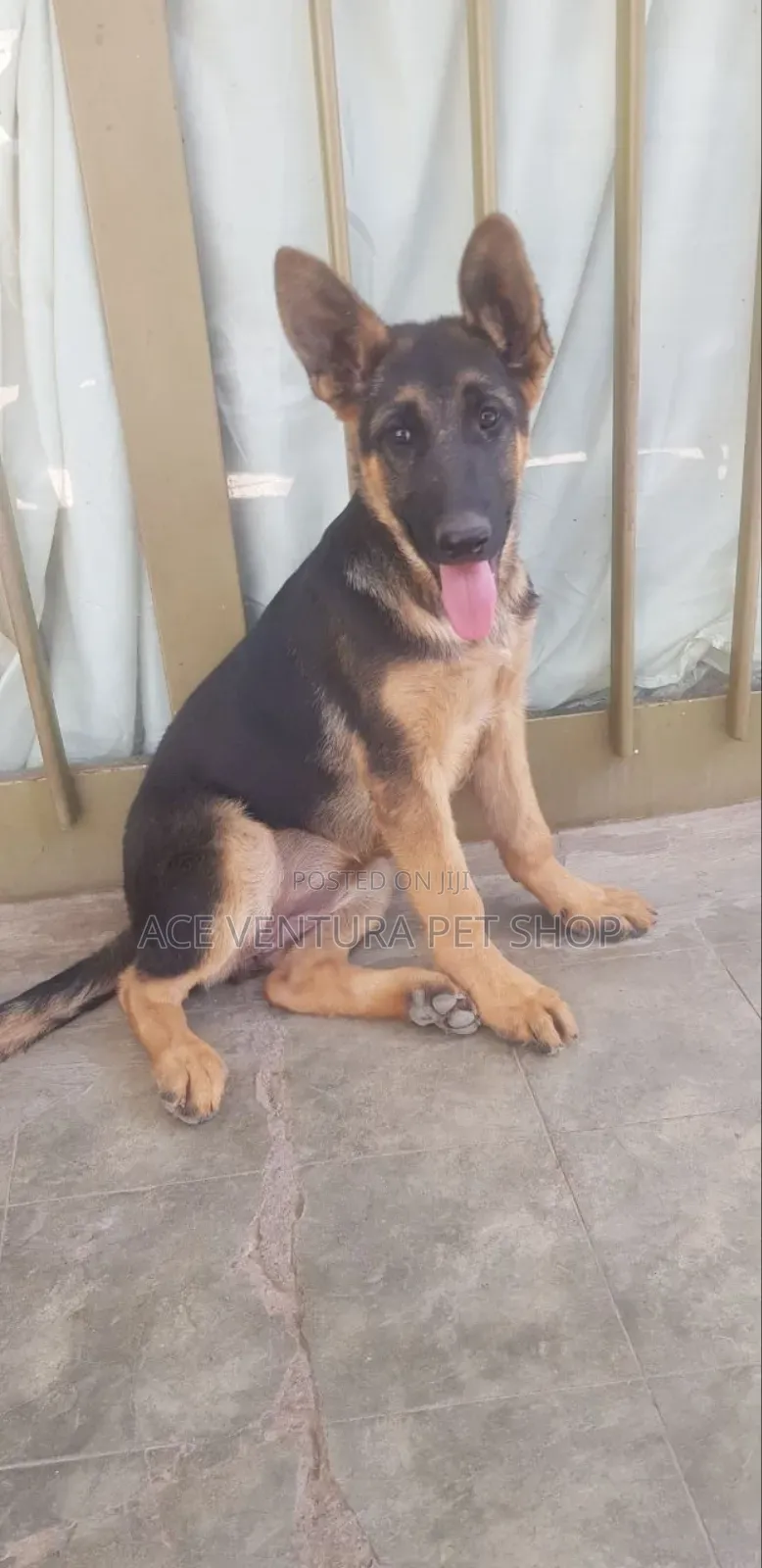 1-3 months Male Purebred German Shepherd