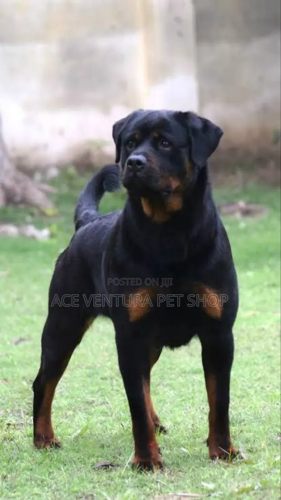 1-3 months Male Purebred Rottweiler
