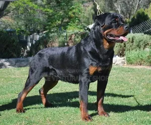 1-3 months Male Purebred Rottweiler