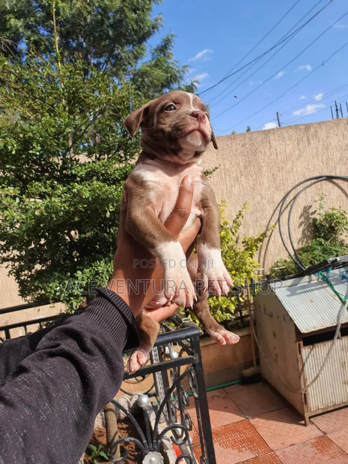 1-3 months Male Purebred Bull Terrier
