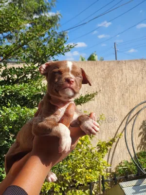 1-3 months Male Purebred Bull Terrier