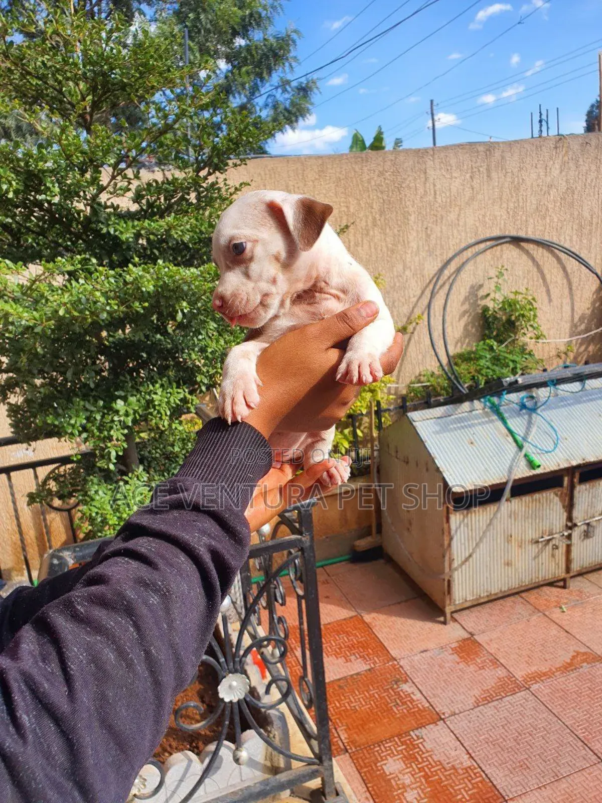 1-3 months Male Purebred Bull Terrier