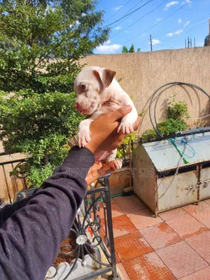 1-3 months Male Purebred Bull Terrier