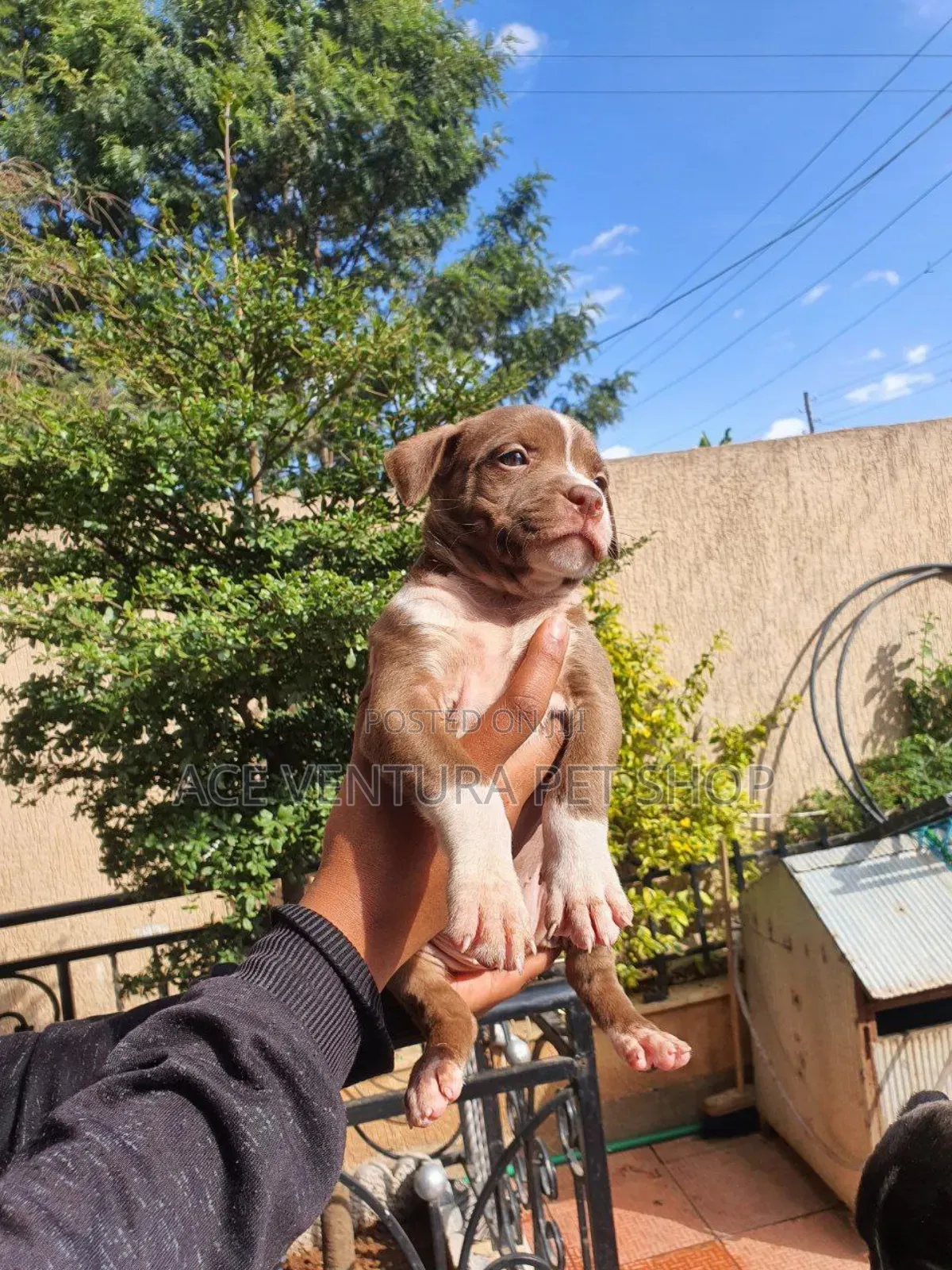 1-3 months Male Purebred Bull Terrier