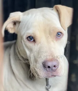 Photo - 1-3 months Male Purebred Bull Terrier