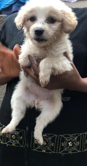 1-3 months Female Purebred Maltese
