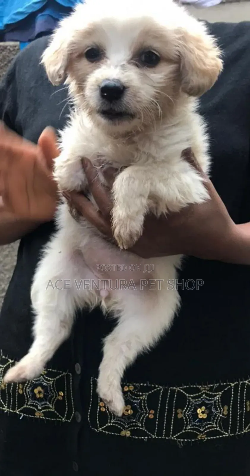 1-3 months Female Purebred Maltese