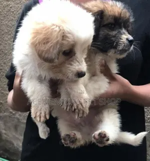 Photo - 1-3 months Female Purebred Maltese