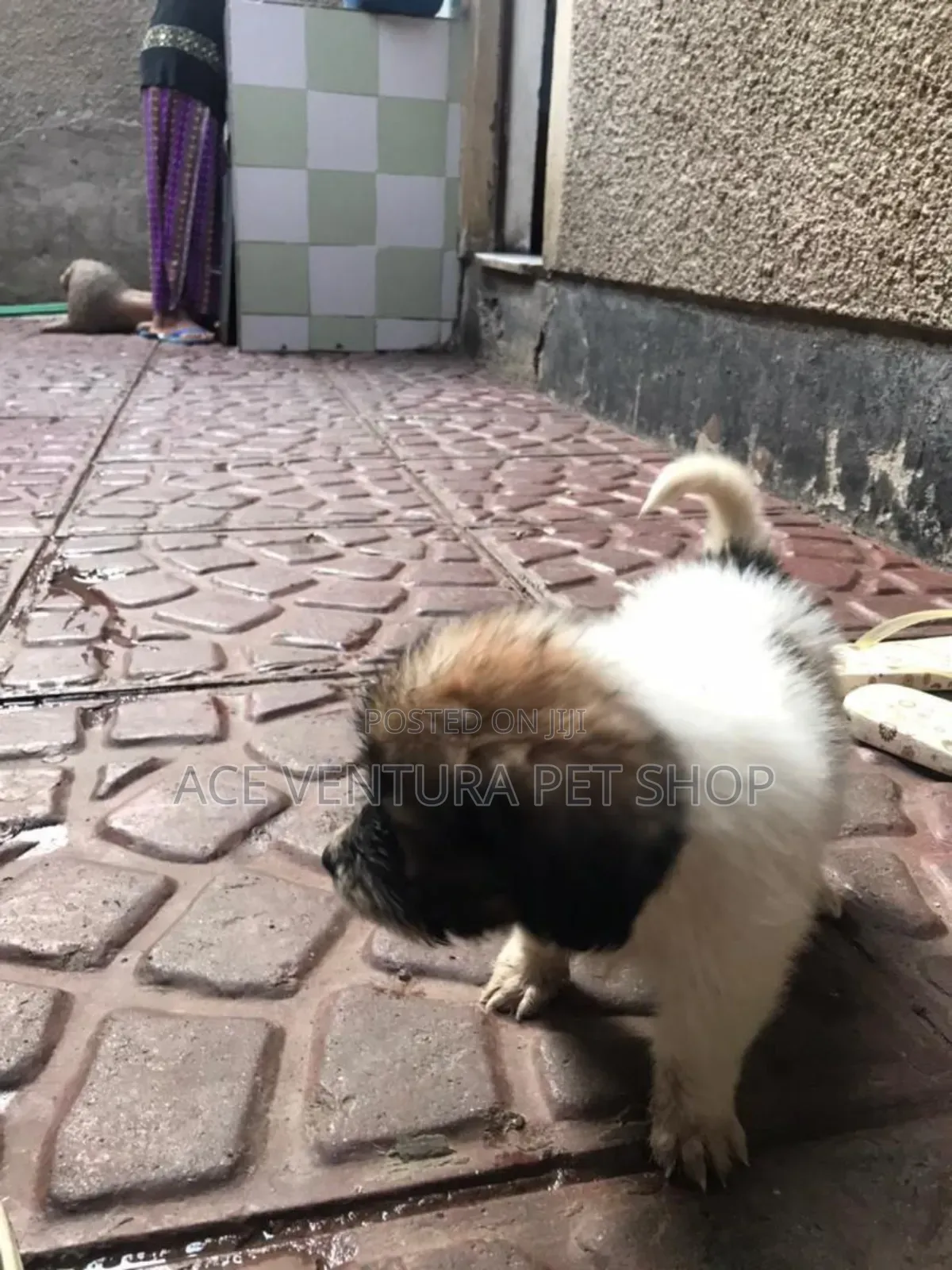 1-3 months Female Purebred Maltese