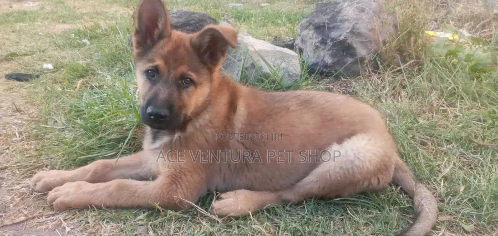 1-3 months Male Purebred Rottweiler