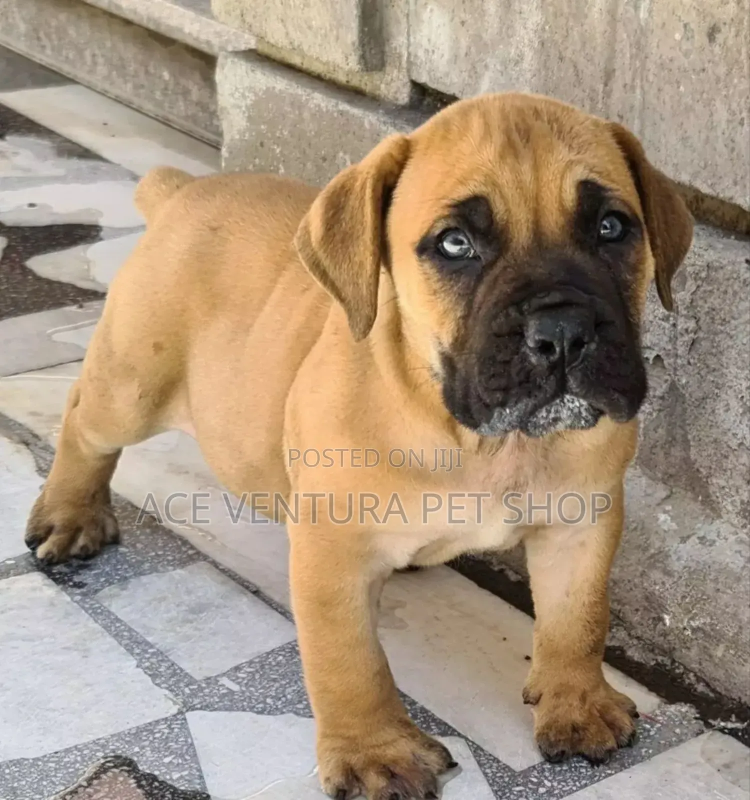 1-3 months Male Purebred Boerboel