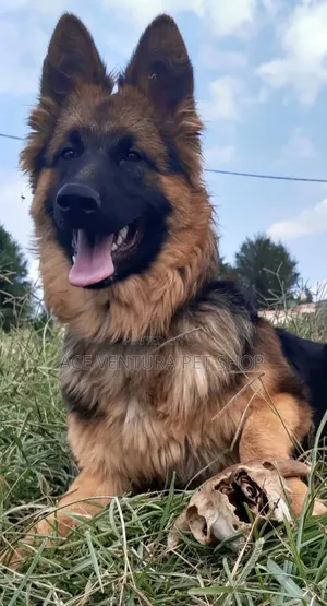 Photo - 1-3 months Male Purebred Poodle