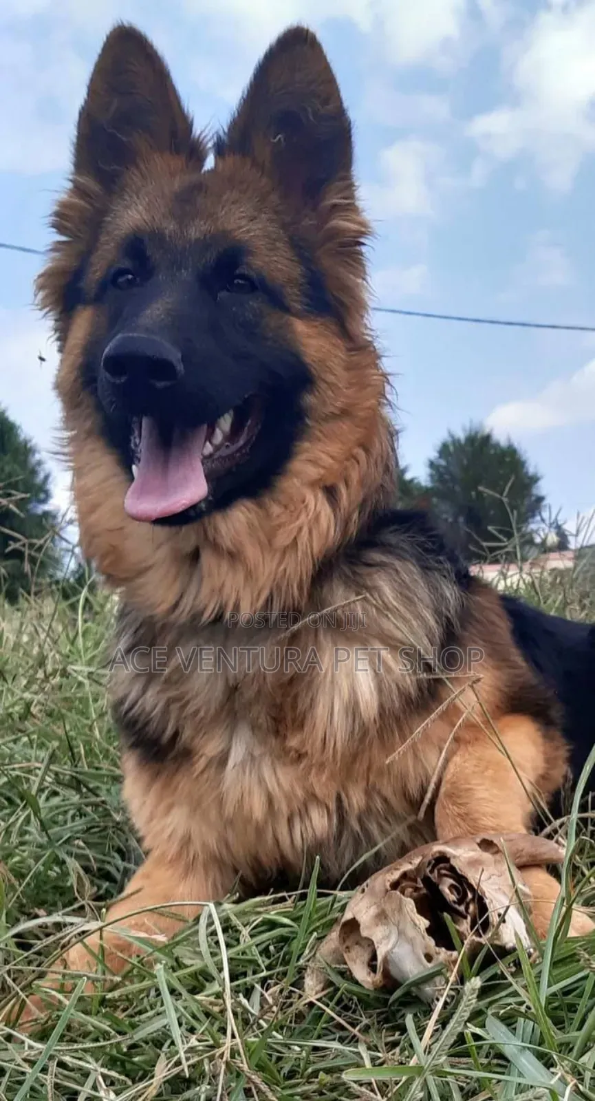 1-3 months Male Purebred Poodle