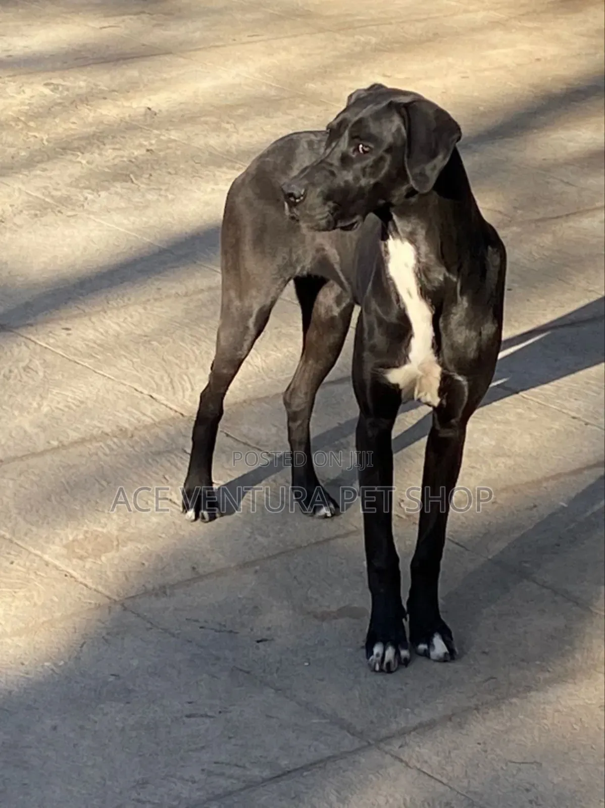 1-3 months Male Purebred Great Dane