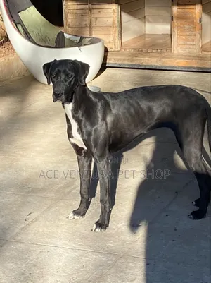 Photo - 1-3 months Male Purebred Great Dane